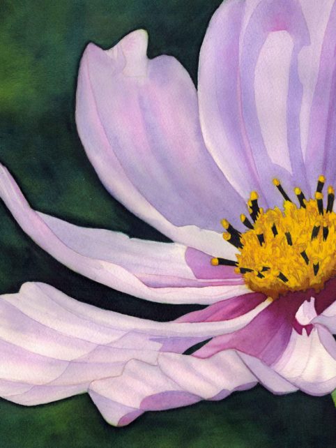Parallax Background of Cosmos Flower, by Kat Skinner