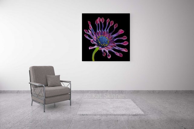 Cape Daisy Pastel Artwork, in Sitting Room, by Kat Skinner